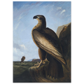 L'Aigle de Washington de John James Audubon — jeune pygargue dressé sur un rocher, mer et voilier à l'arrière-plan, affiche d'art INKONAL