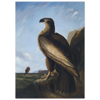 L'Aigle de Washington de John James Audubon — jeune pygargue dressé sur un rocher, mer et voilier à l'arrière-plan, affiche d'art INKONAL