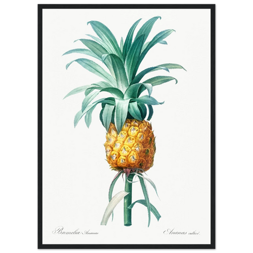 Planche botanique Ananas cultivé — Pierre-Joseph Redouté, tirage encadré cadre noir | INKONAL
