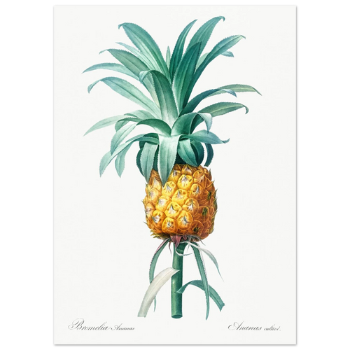 Planche botanique Ananas cultivé — Pierre-Joseph Redouté, tirage sans cadre | INKONAL