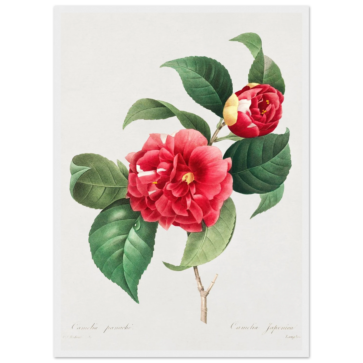 Planche botanique Camélia panaché — Pierre-Joseph Redouté, tirage encadré cadre blanc | INKONAL