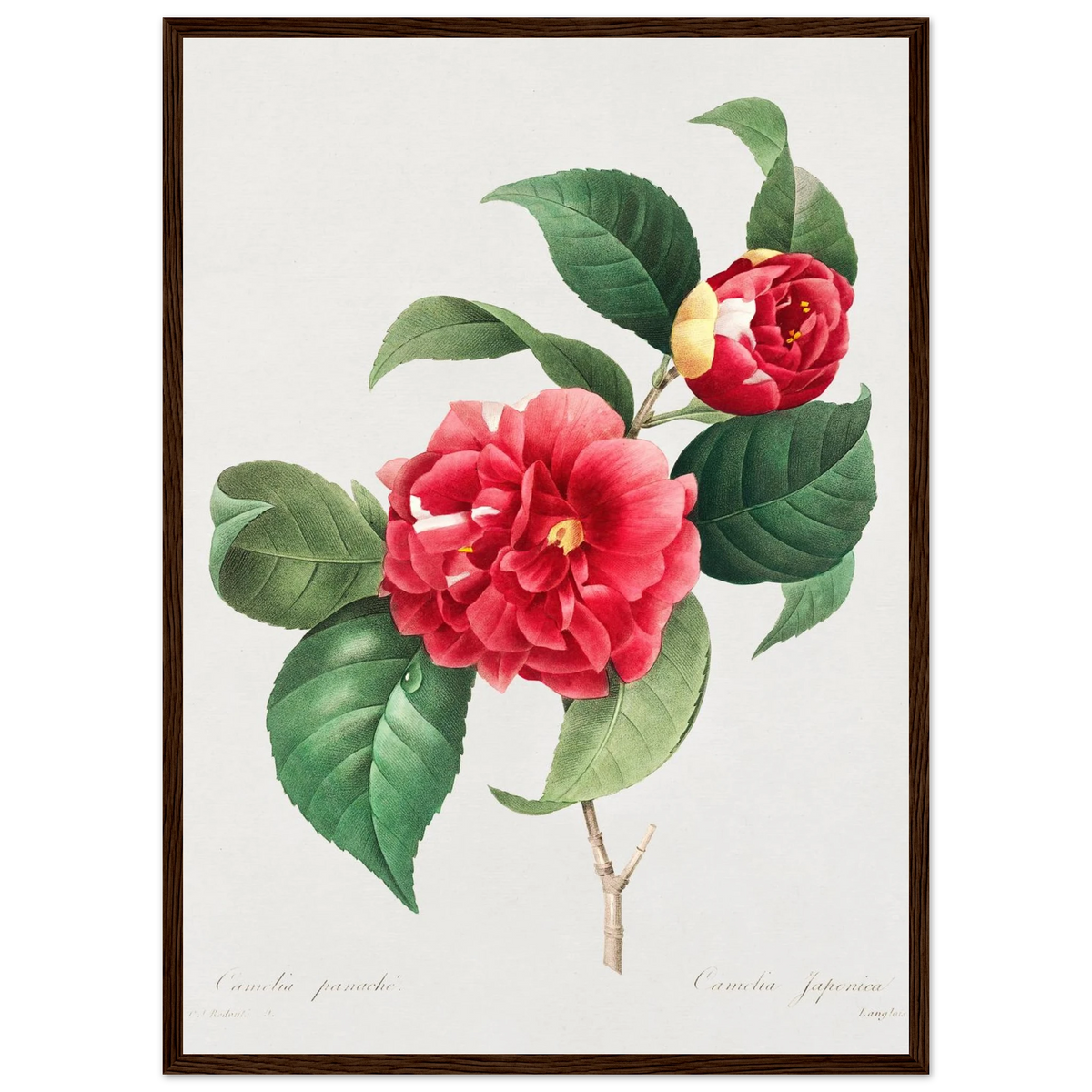 Planche botanique Camélia panaché — Pierre-Joseph Redouté, tirage encadré cadre bois foncé | INKONAL