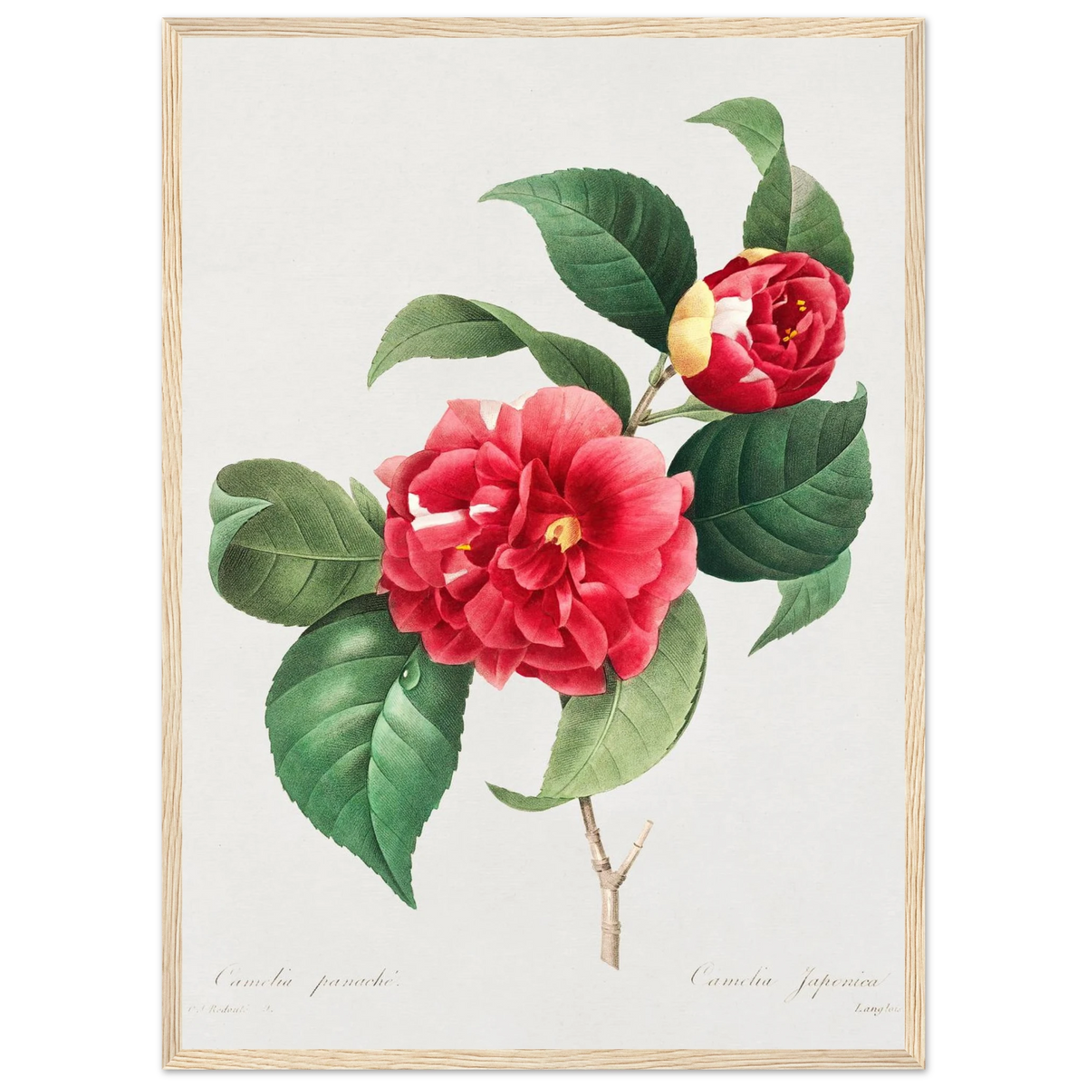 Planche botanique Camélia panaché — Pierre-Joseph Redouté, tirage encadré cadre bois | INKONAL