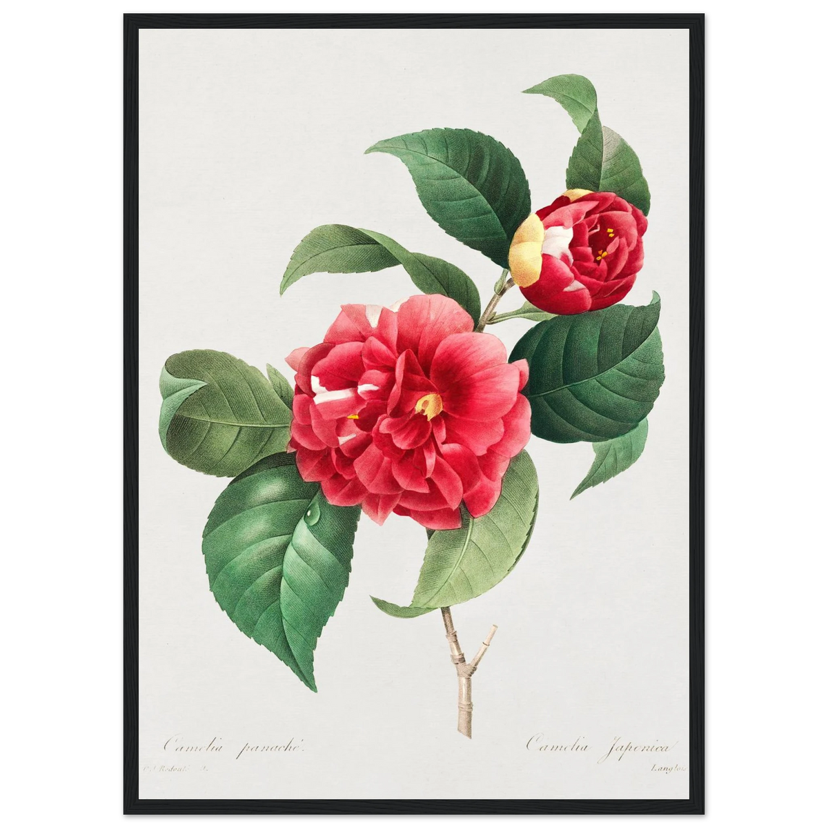 Planche botanique Camélia panaché — Pierre-Joseph Redouté, tirage encadré cadre noir | INKONAL