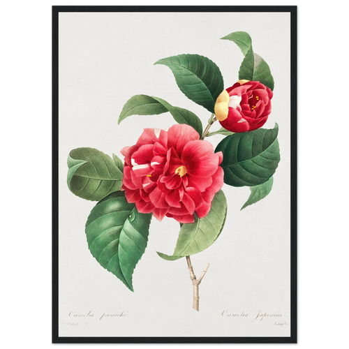 Planche botanique Camélia panaché — Pierre-Joseph Redouté, tirage encadré cadre noir | INKONAL