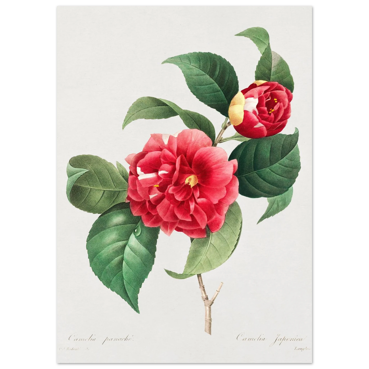 Planche botanique Camélia panaché — Pierre-Joseph Redouté, tirage sans cadre | INKONAL
