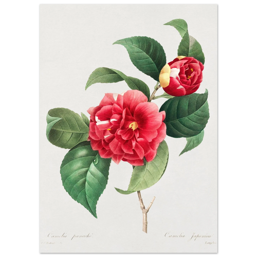 Planche botanique Camélia panaché — Pierre-Joseph Redouté, tirage sans cadre | INKONAL
