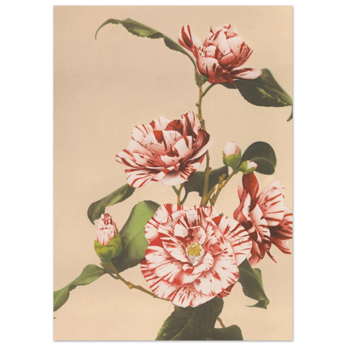 Tableau Camélias striés — Ogawa Kazumasa, tirage sans cadre | INKONAL