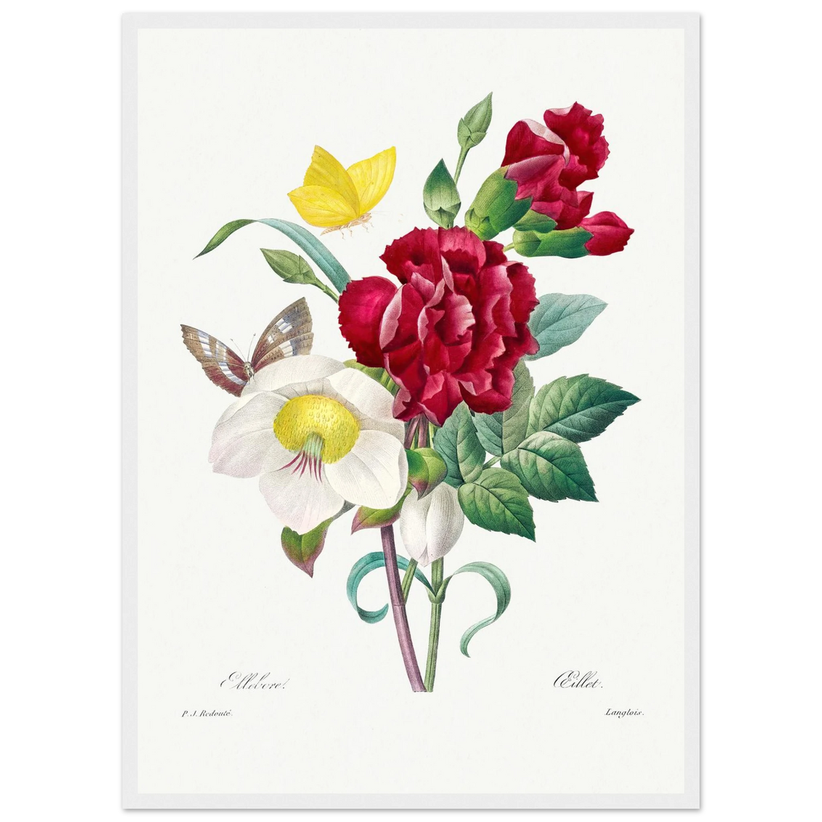 Planche botanique Ellébore et œillet — Pierre-Joseph Redouté, tirage encadré cadre blanc | INKONAL