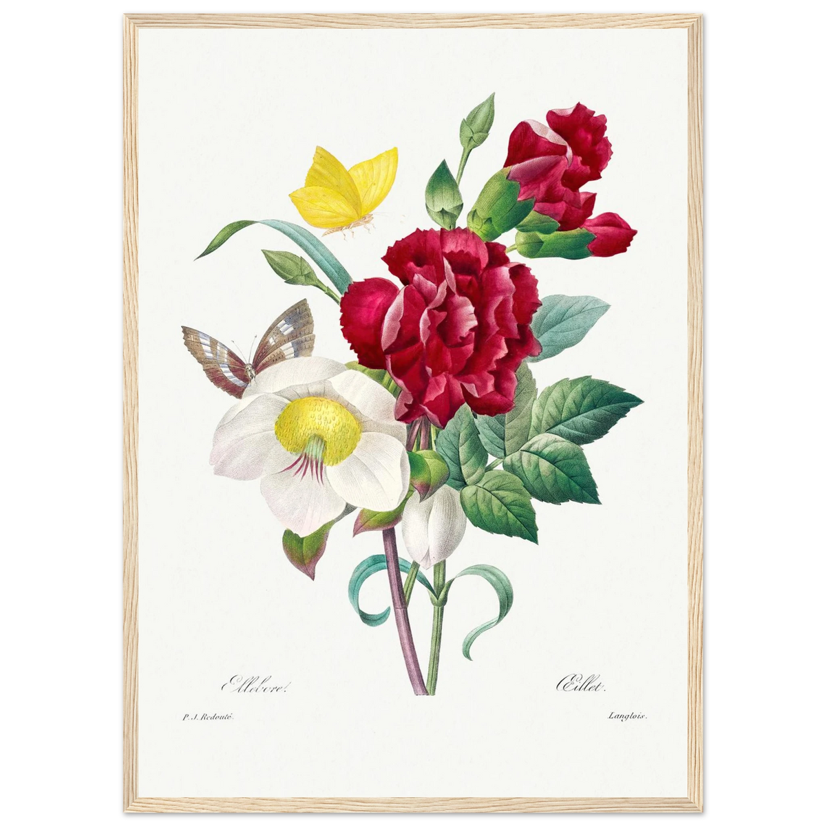 Planche botanique Ellébore et œillet — Pierre-Joseph Redouté, tirage encadré cadre bois | INKONAL