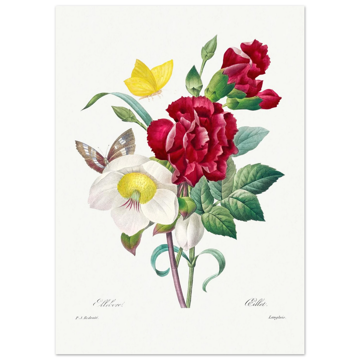 Planche botanique Ellébore et œillet — Pierre-Joseph Redouté, tirage sans cadre | INKONAL