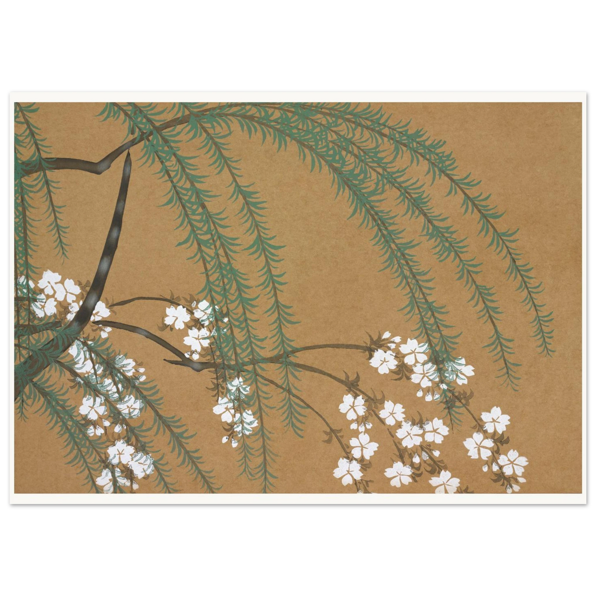 Estampe japonaise YANAGIZAKURA, Saule et cerisier — Kamisaka Sekka, tirage sans cadre | INKONAL