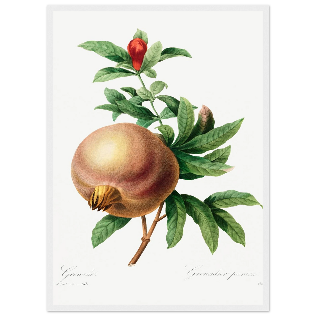Planche botanique Grenade — Pierre-Joseph Redouté, tirage encadré cadre blanc | INKONAL