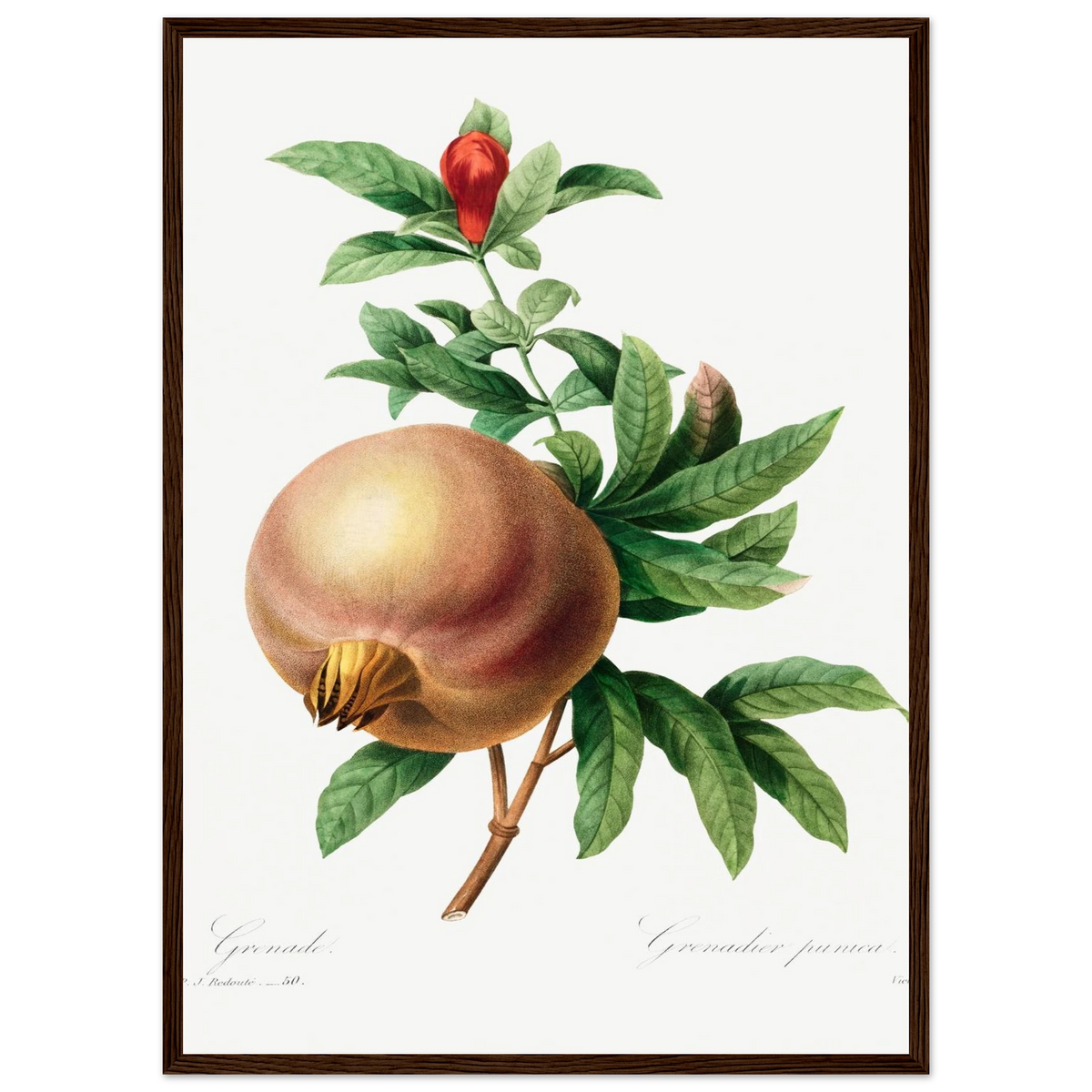 Planche botanique Grenade — Pierre-Joseph Redouté, tirage encadré cadre bois foncé | INKONAL