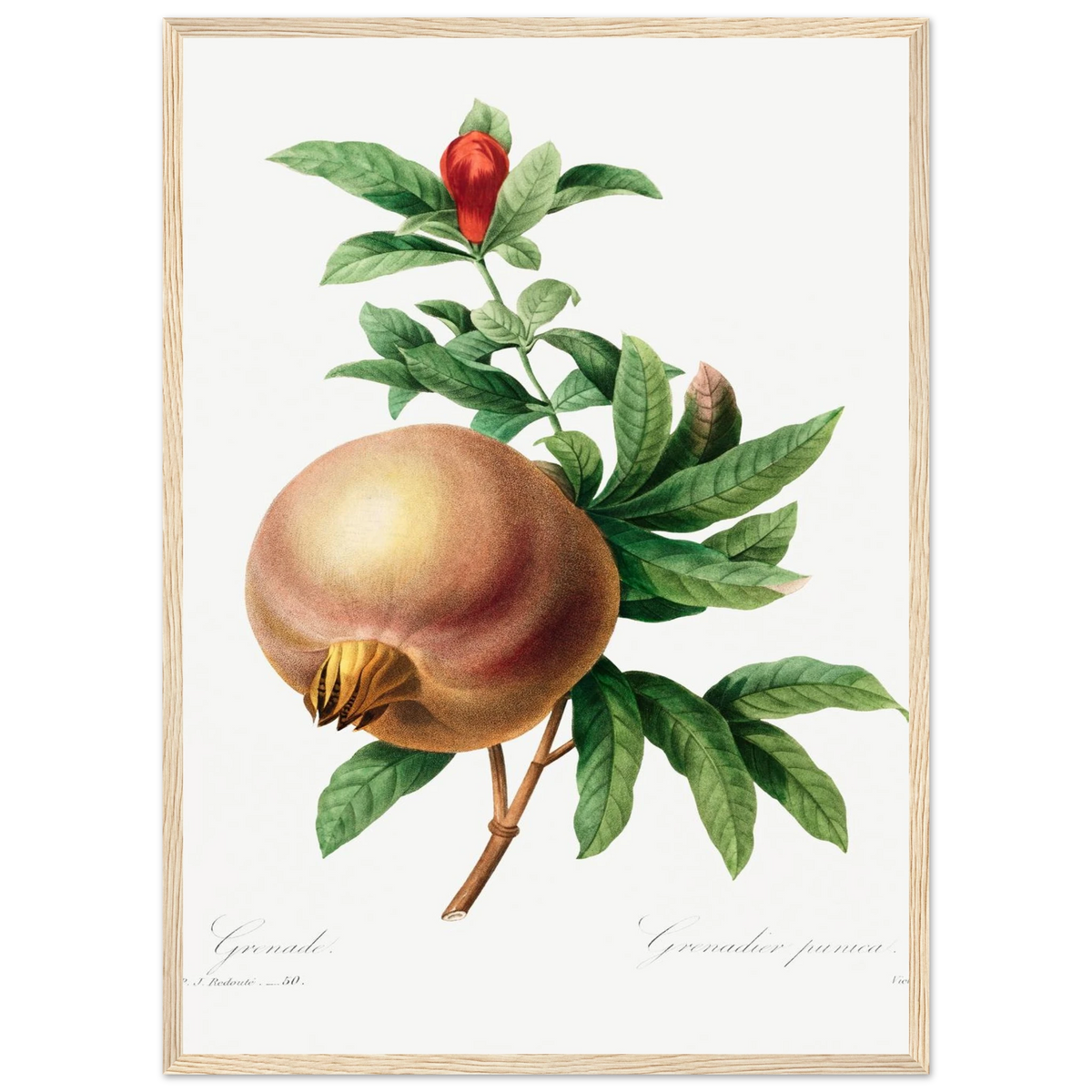 Planche botanique Grenade — Pierre-Joseph Redouté, tirage encadré cadre bois | INKONAL