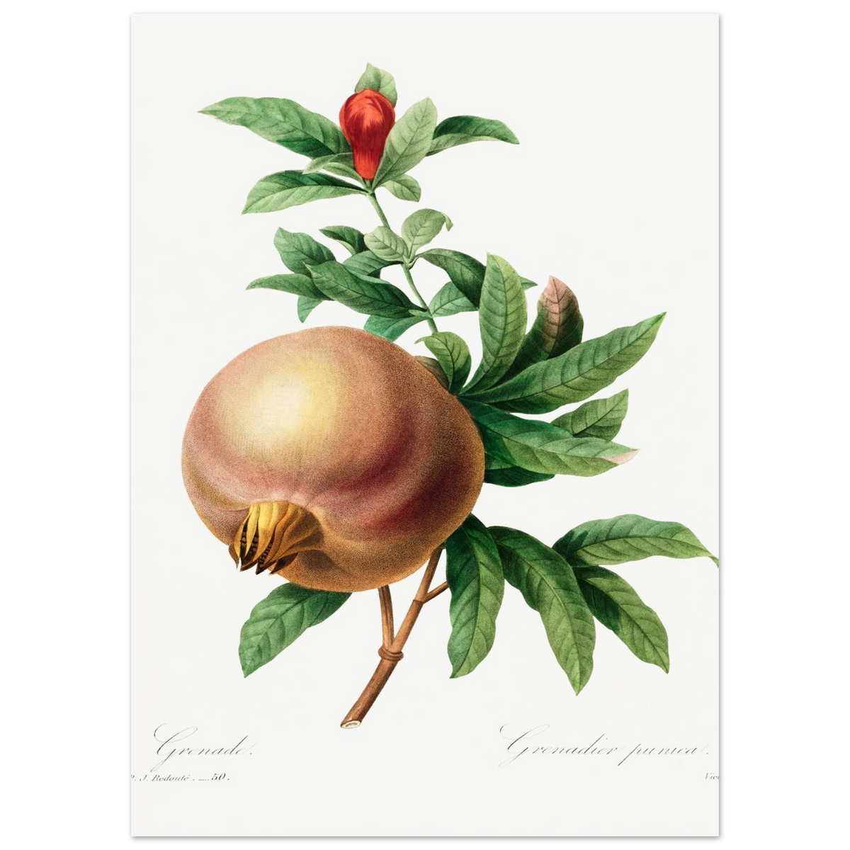 Planche botanique Grenade — Pierre-Joseph Redouté, tirage sans cadre | INKONAL