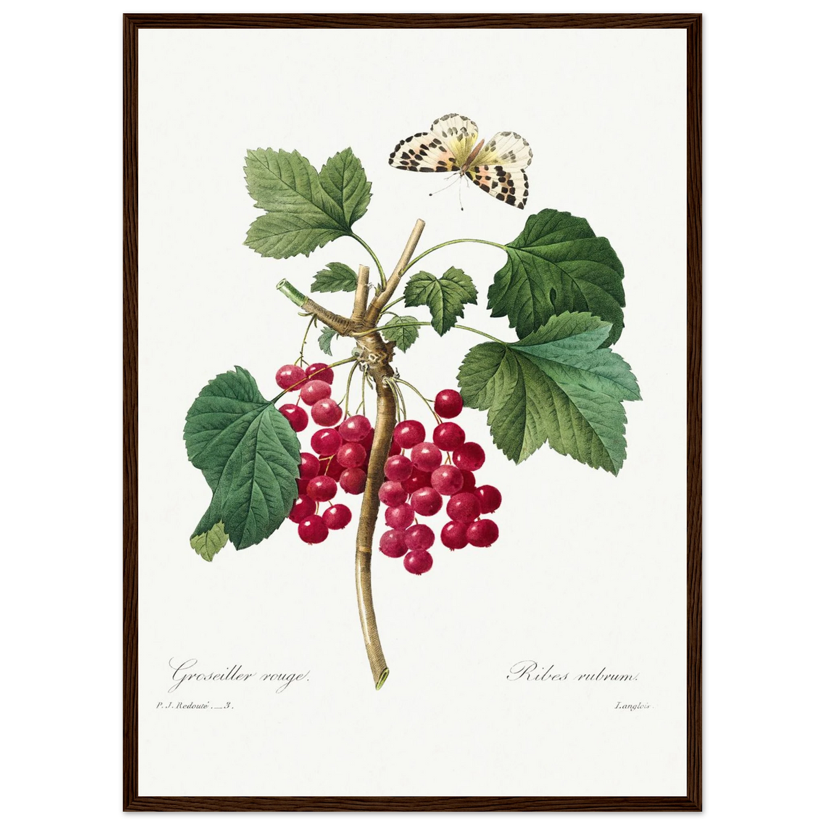 Planche botanique Groseiller rouge — Pierre-Joseph Redouté, tirage encadré cadre bois foncé | INKONAL