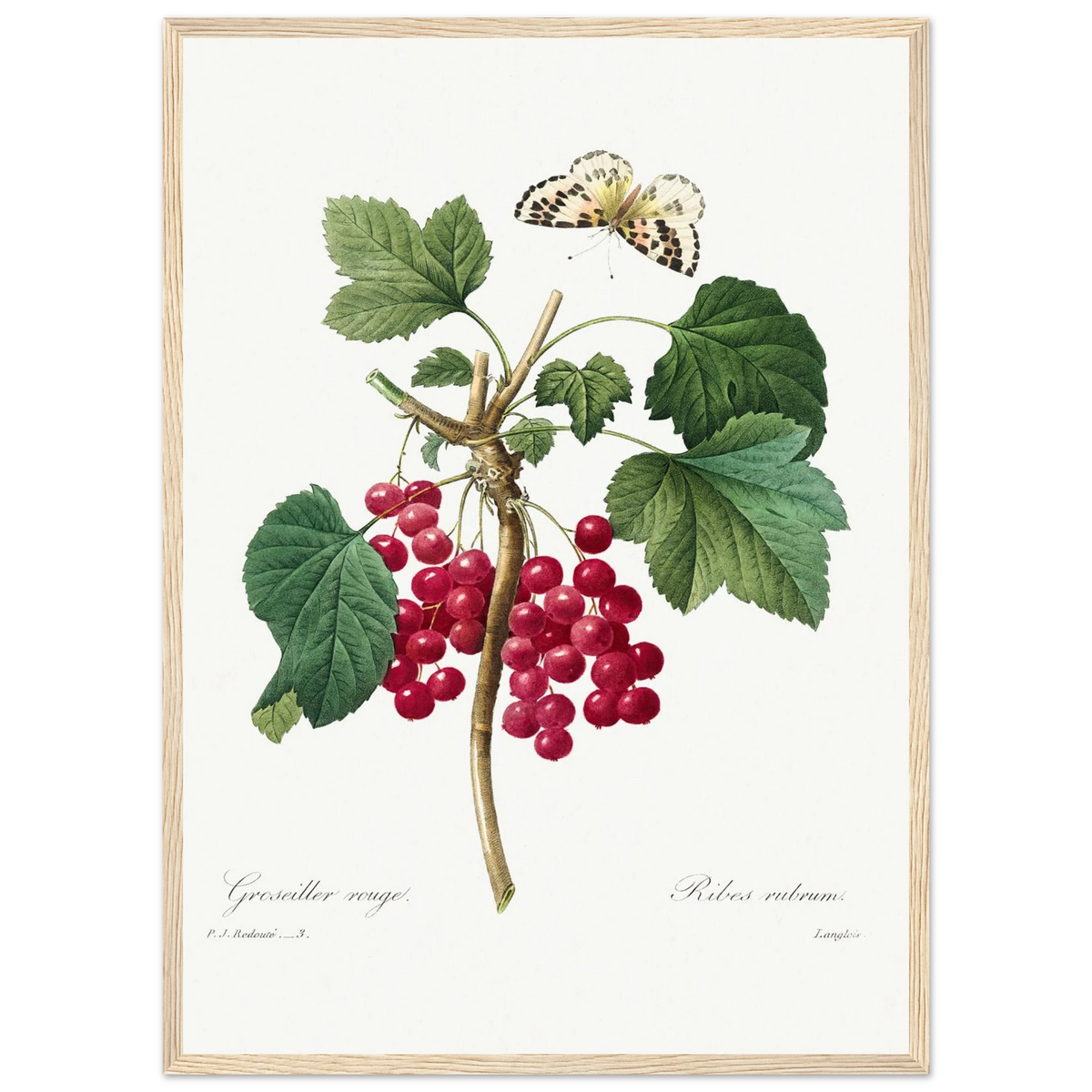 Planche botanique Groseiller rouge — Pierre-Joseph Redouté, tirage encadré cadre bois | INKONAL