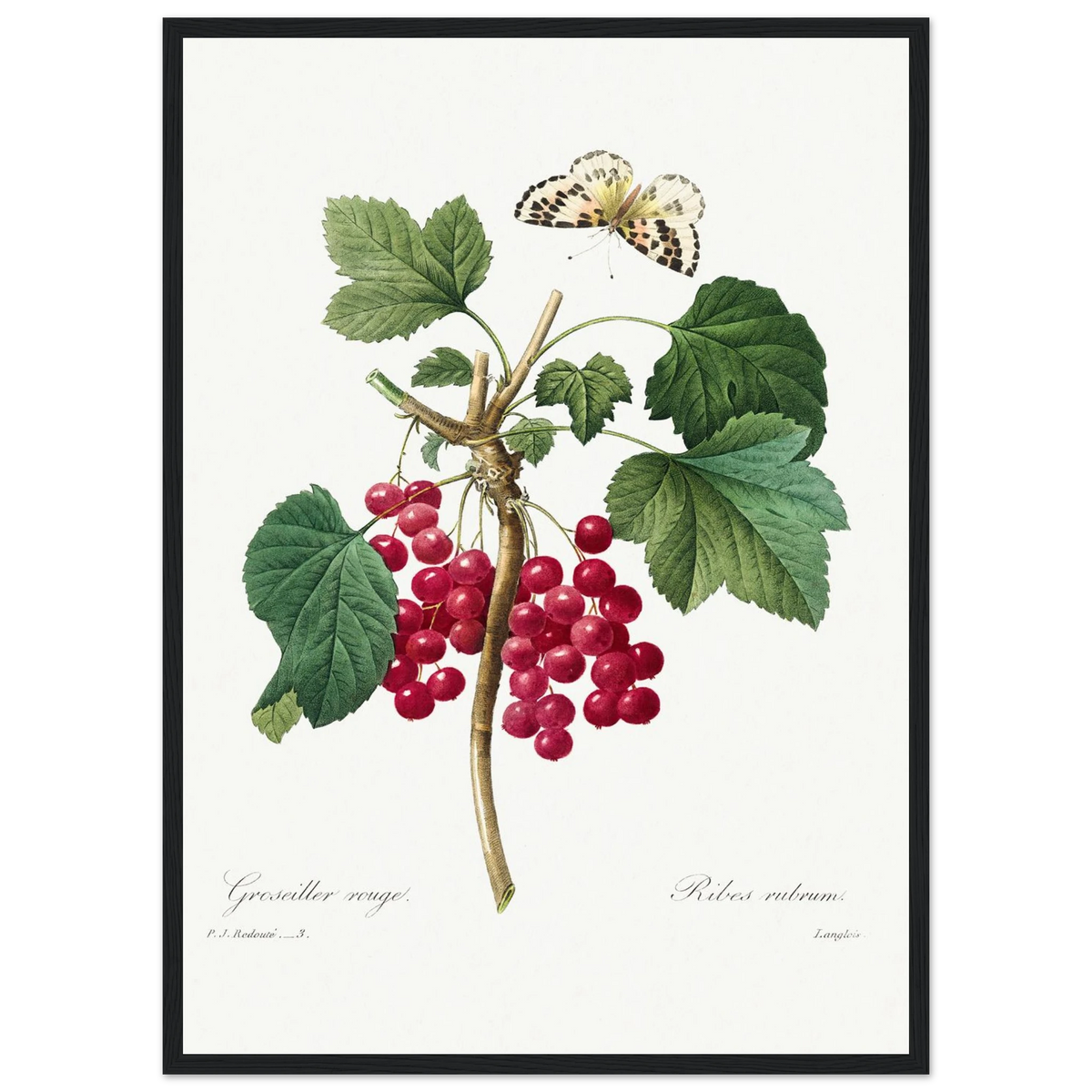 Planche botanique Groseiller rouge — Pierre-Joseph Redouté, tirage encadré cadre noir | INKONAL