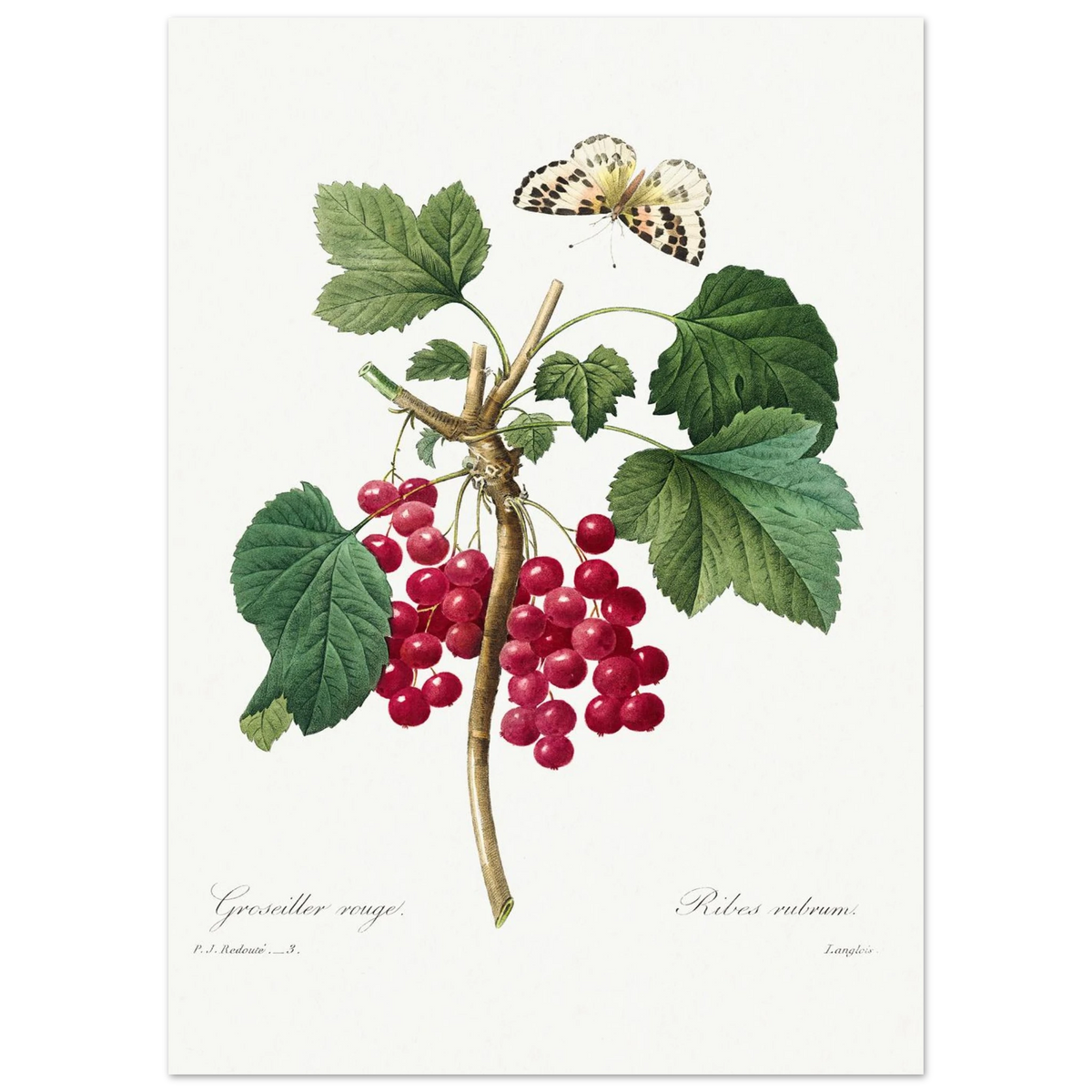 Planche botanique Groseiller rouge — Pierre-Joseph Redouté, tirage sans cadre | INKONAL