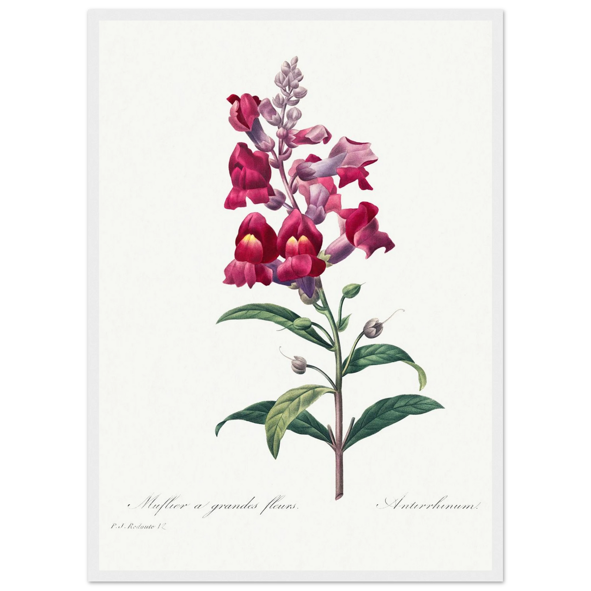Planche botanique Muflier à grandes fleurs — Pierre-Joseph Redouté, tirage encadré cadre blanc | INKONAL