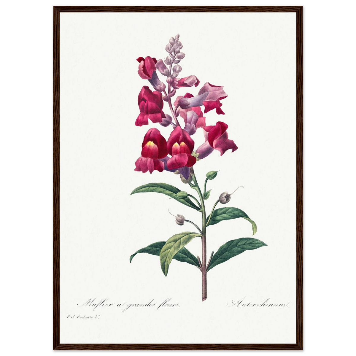 Planche botanique Muflier à grandes fleurs — Pierre-Joseph Redouté, tirage encadré cadre bois foncé | INKONAL