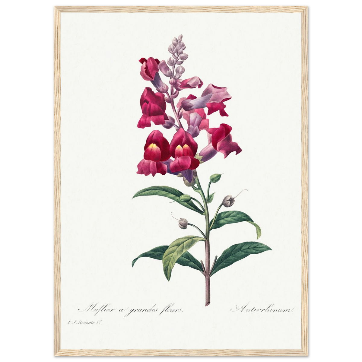 Planche botanique Muflier à grandes fleurs — Pierre-Joseph Redouté, tirage encadré cadre bois | INKONAL