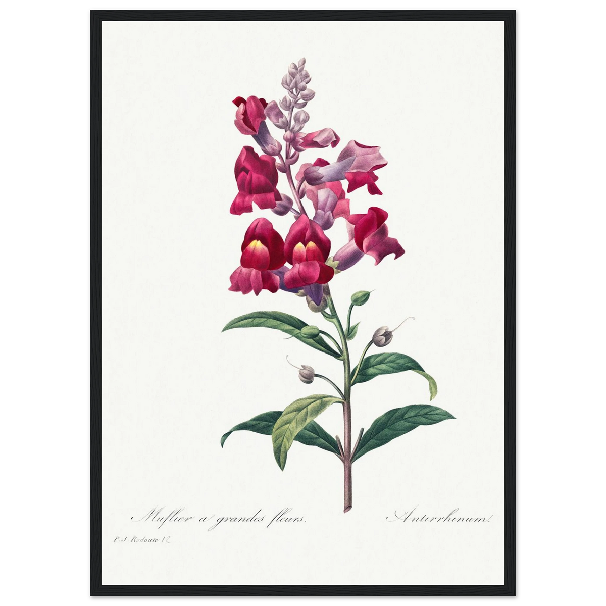 Planche botanique Muflier à grandes fleurs — Pierre-Joseph Redouté, tirage encadré cadre noir | INKONAL