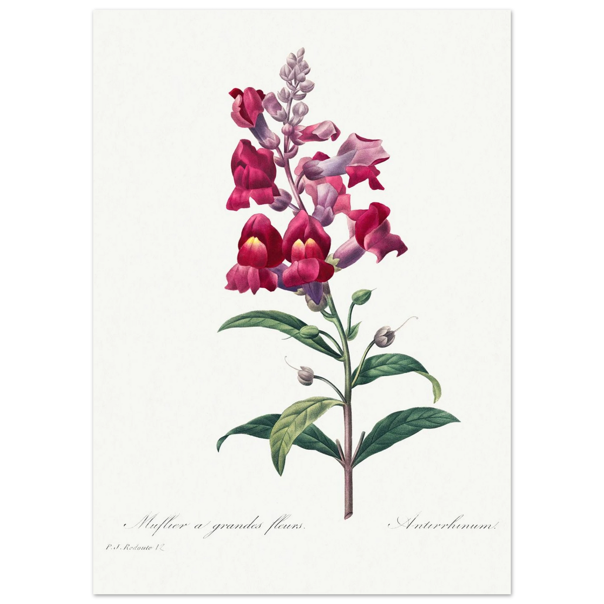Planche botanique Muflier à grandes fleurs — Pierre-Joseph Redouté, tirage sans cadre | INKONAL
