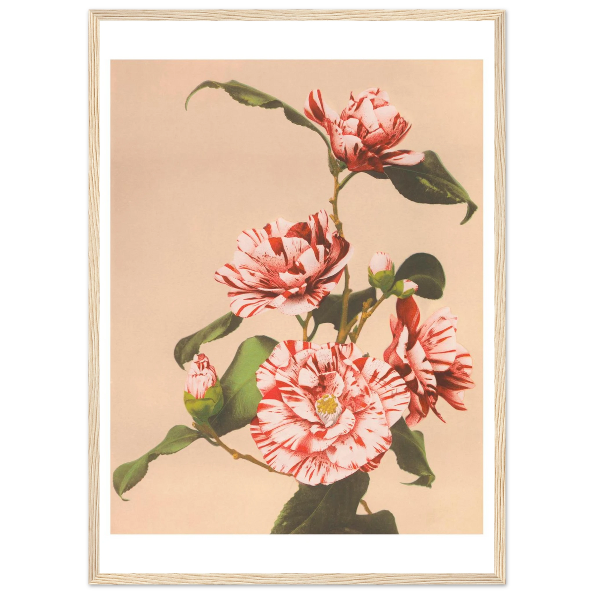Poster Camélias striés encadré cadre bois — deux camélias striés de rouge, photographie japonaise ancienne INKONAL