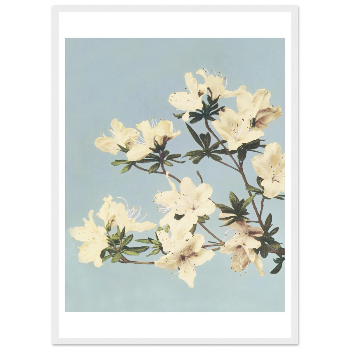 Poster Cerisier en fleurs encadré cadre blanc — une branche de cerisier en fleurs, photographie japonaise ancienne INKONAL