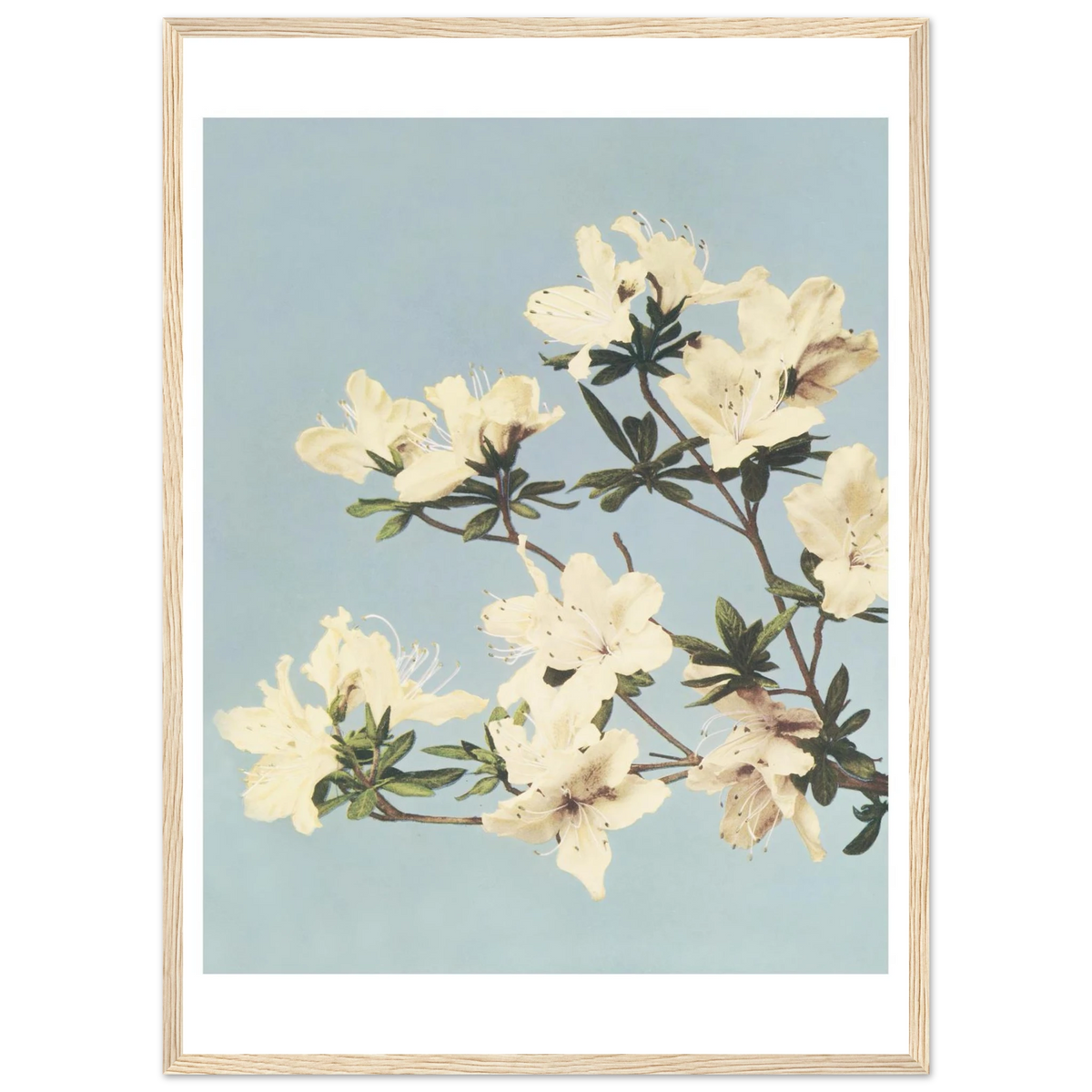 Poster Cerisier en fleurs encadré cadre bois — une branche de cerisier en fleurs, photographie japonaise ancienne INKONAL