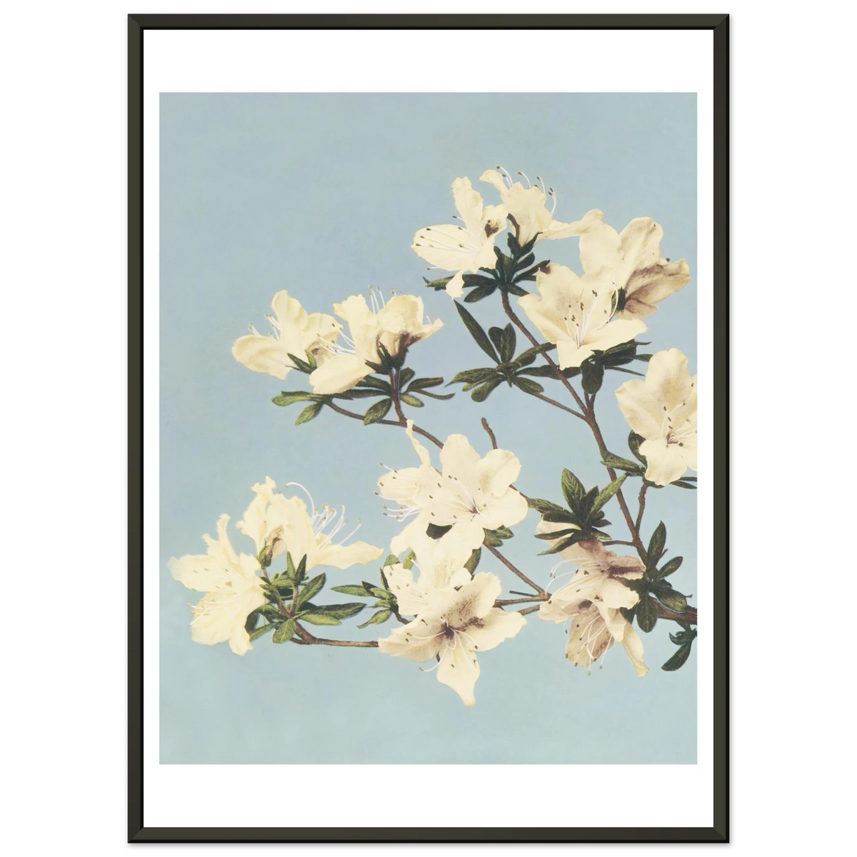 Poster Cerisier en fleurs encadré cadre noir — une branche de cerisier en fleurs, photographie japonaise ancienne INKONAL