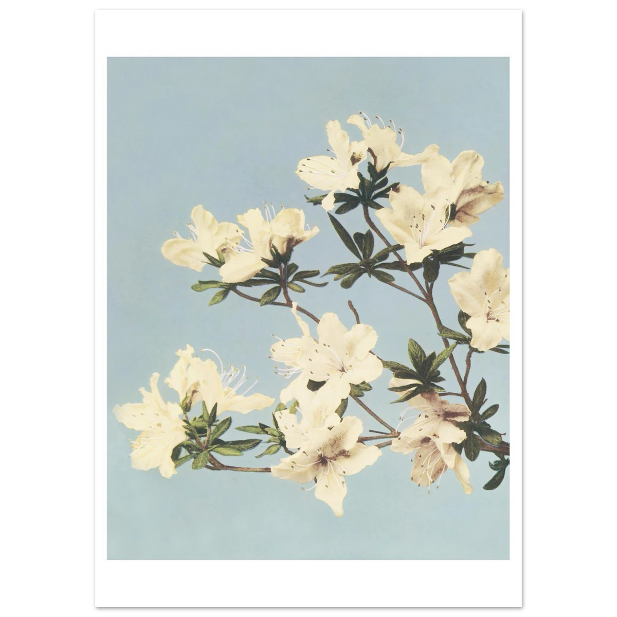 Poster Cerisier en fleurs sans cadre — une branche de cerisier en fleurs, photographie japonaise ancienne INKONAL