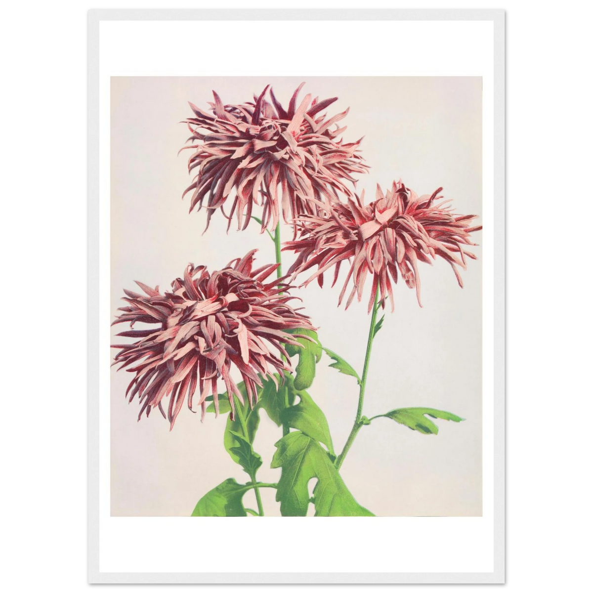 Poster Chrysanthèmes roses encadré cadre blanc — des chrysanthèmes roses aux pétales filamenteux, photographie japonaise ancienne INKONAL