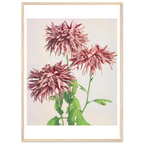 Poster Chrysanthèmes roses encadré cadre bois — des chrysanthèmes roses aux pétales filamenteux, photographie japonaise ancienne INKONAL