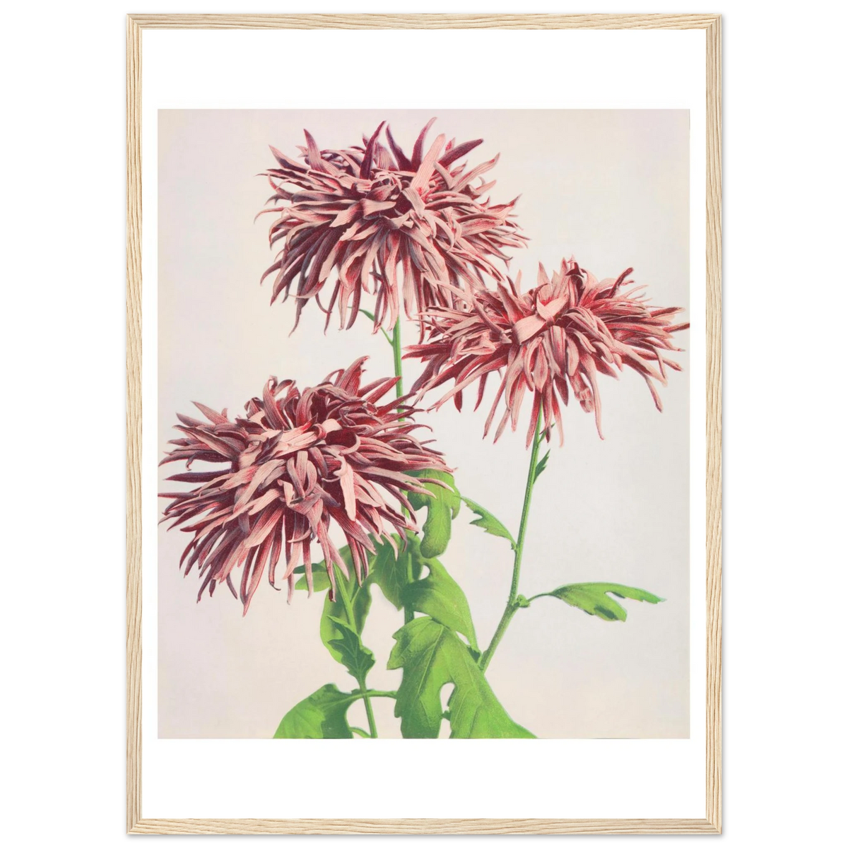 Poster Chrysanthèmes roses encadré cadre bois — des chrysanthèmes roses aux pétales filamenteux, photographie japonaise ancienne INKONAL