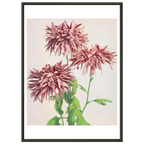 Poster Chrysanthèmes roses encadré cadre noir — des chrysanthèmes roses aux pétales filamenteux, photographie japonaise ancienne INKONAL
