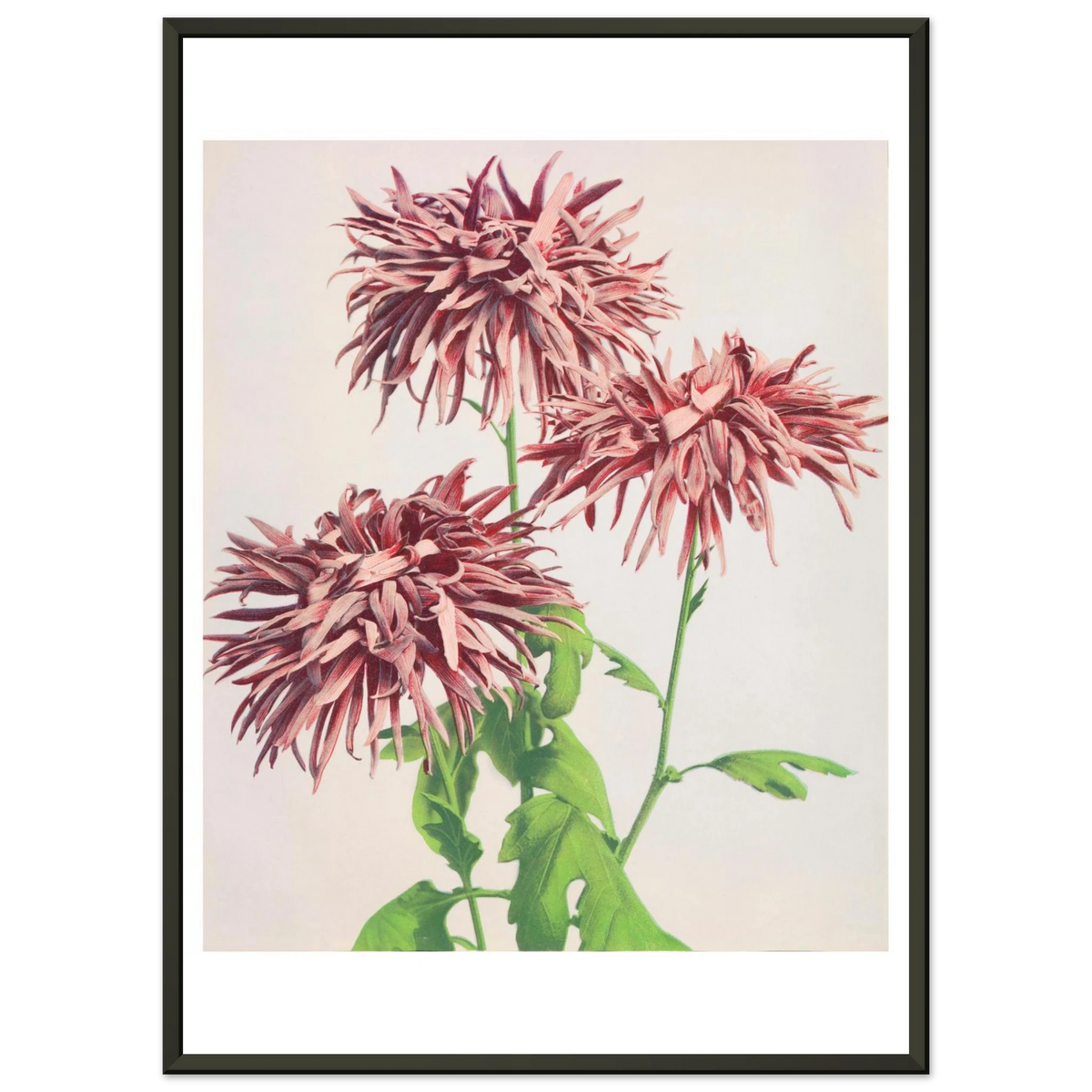 Poster Chrysanthèmes roses encadré cadre noir — des chrysanthèmes roses aux pétales filamenteux, photographie japonaise ancienne INKONAL