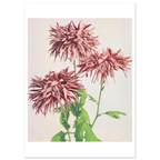 Poster Chrysanthèmes roses sans cadre — des chrysanthèmes roses aux pétales filamenteux, photographie japonaise ancienne INKONAL