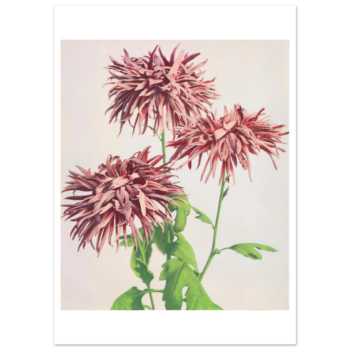 Poster Chrysanthèmes roses sans cadre — des chrysanthèmes roses aux pétales filamenteux, photographie japonaise ancienne INKONAL