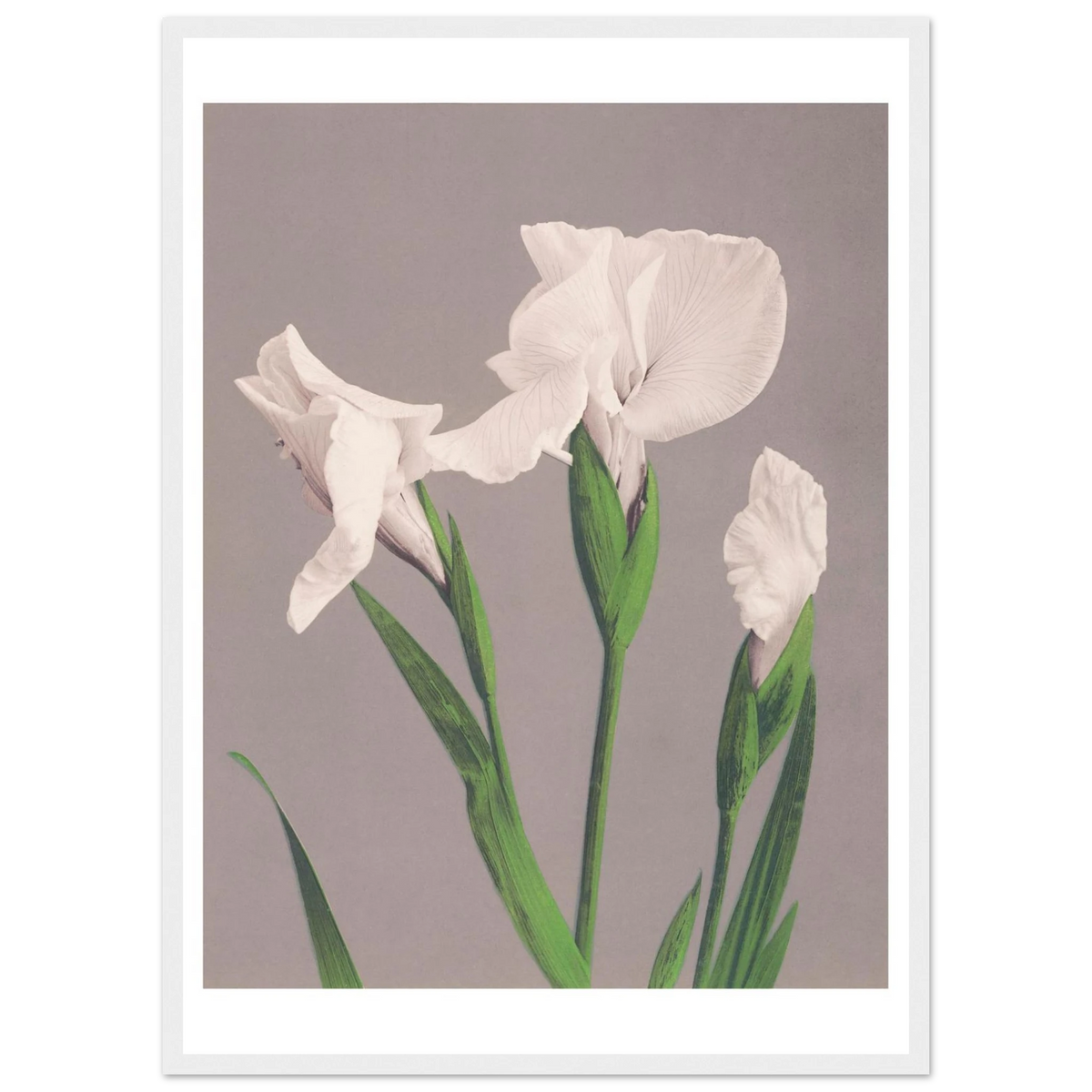 Poster Iris blancs encadré cadre blanc — trois iris blancs sur fond gris, photographie japonaise ancienne INKONAL