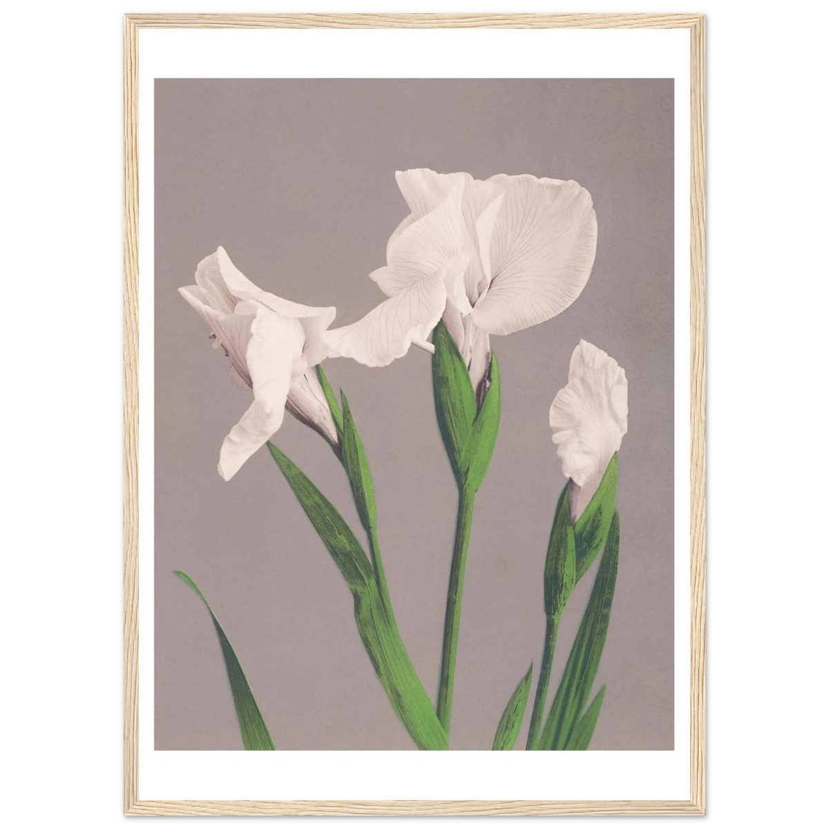 Poster Iris blancs encadré cadre bois — trois iris blancs sur fond gris, photographie japonaise ancienne INKONAL