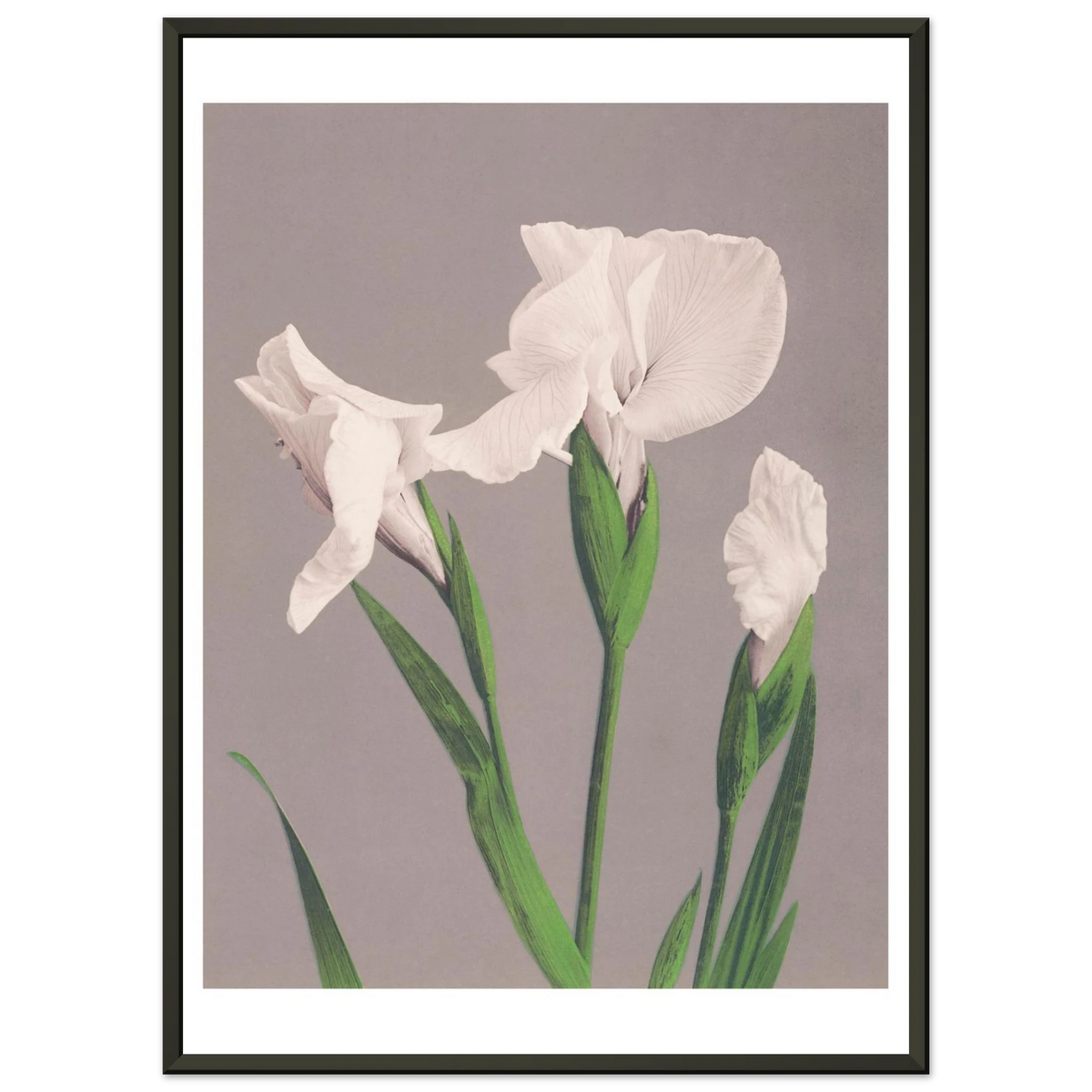 Poster Iris blancs encadré cadre noir — trois iris blancs sur fond gris, photographie japonaise ancienne INKONAL