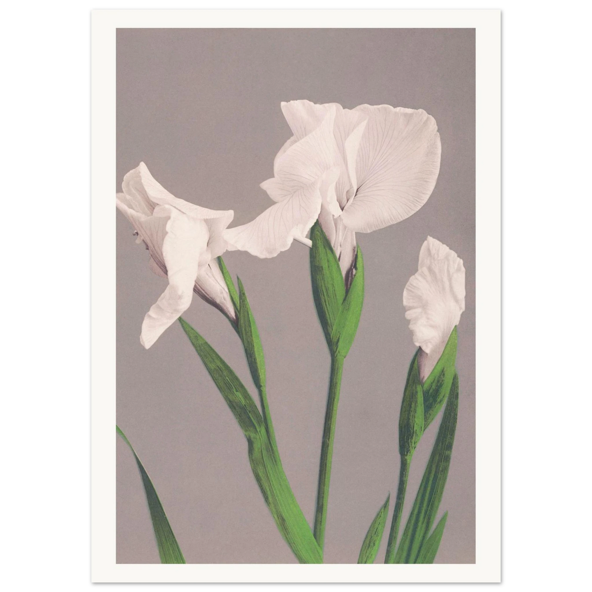 Poster Iris blancs sans cadre — trois iris blancs sur fond gris, photographie japonaise ancienne INKONAL
