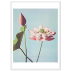 Poster Lotus encadré cadre blanc — une fleur de lotus ouverte et un bouton fermé, photographie japonaise ancienne INKONAL