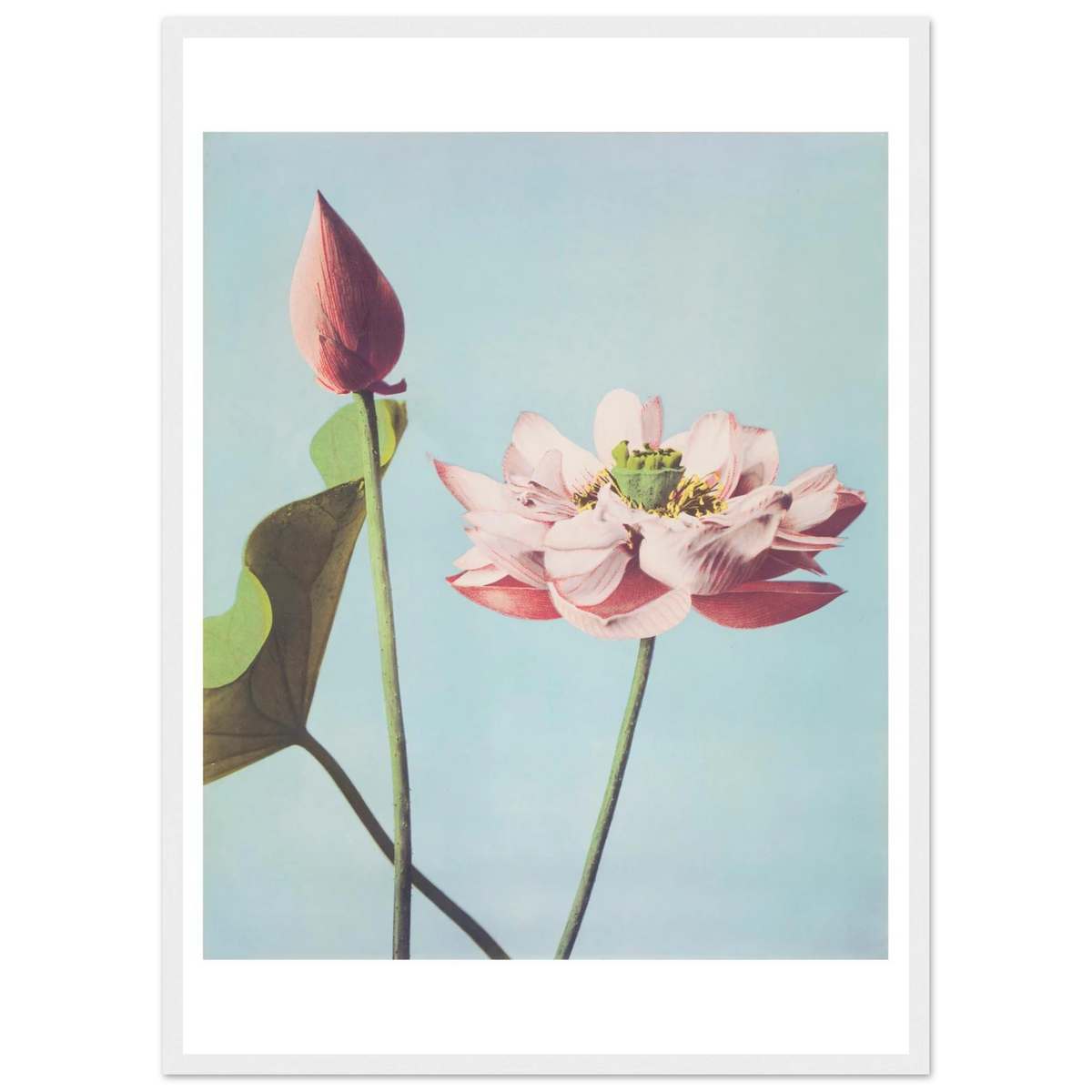 Poster Lotus encadré cadre blanc — une fleur de lotus ouverte et un bouton fermé, photographie japonaise ancienne INKONAL
