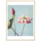 Poster Lotus encadré cadre bois — une fleur de lotus ouverte et un bouton fermé, photographie japonaise ancienne INKONAL