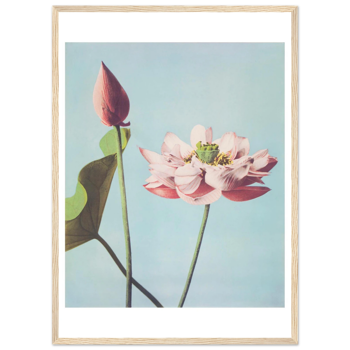 Poster Lotus encadré cadre bois — une fleur de lotus ouverte et un bouton fermé, photographie japonaise ancienne INKONAL