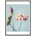Poster Lotus encadré cadre noir — une fleur de lotus ouverte et un bouton fermé, photographie japonaise ancienne INKONAL